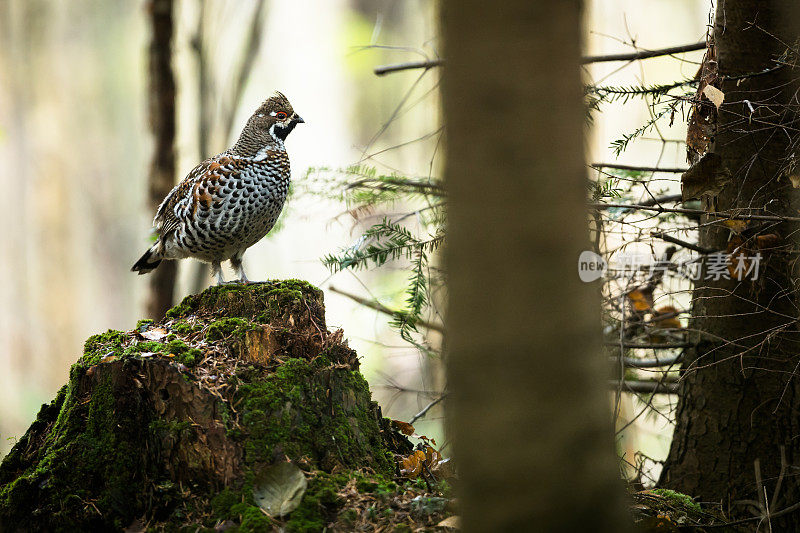 Haselhuhn, bonasia Tetrastes, Hazel松鸡